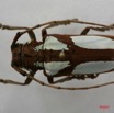 018 Coleoptere (FD) Cerambycidae Prosopocera lactator IMG_5039WTMK.JPG