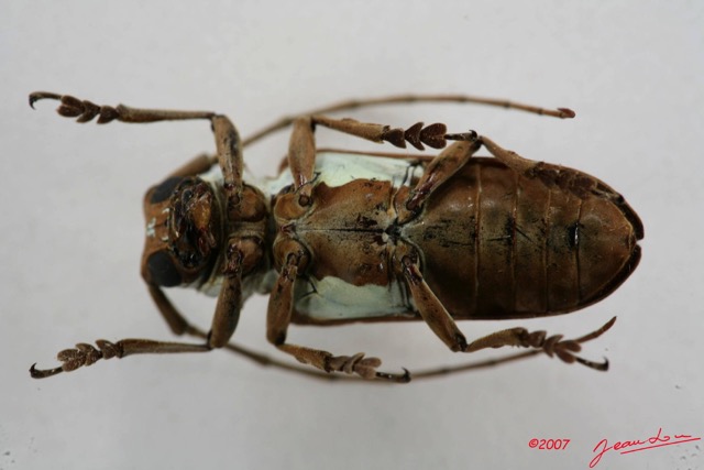 019 Coleoptere (FV) Cerambycidae Prosopocera lactator IMG_5040WTMK.JPG