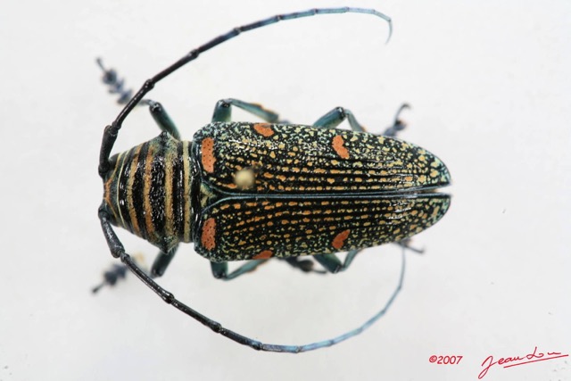 020 Coleoptere (FD) Cerambycidae Zographus regalis f IMG_5035WTMK.JPG