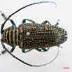 020 Coleoptere (FD) Cerambycidae Zographus regalis f IMG_5035WTMK.JPG