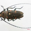 022 Coleoptere (FD) Cerambycidae Zographus regalis m IMG_5030WTMK.JPG