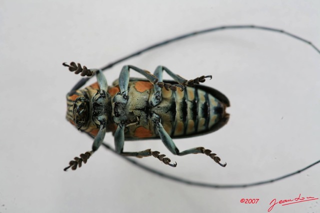 023 Coleoptere (FV) Cerambycidae Zographus regalis m IMG_5031WTMK.JPG