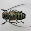023 Coleoptere (FV) Cerambycidae Zographus regalis m IMG_5031WTMK.JPG