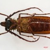 025 Coleoptere (FV) Cerambycidae Ceratocentrus spinicornis m 7IMG_6501WTMK.JPG