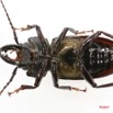 027 Coleoptere (FV) Cerambycidae Mallodon downesi m 7IMG_6562WTMK.JPG