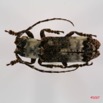 028 Coleoptere (FD) Cerambycidae Sthenias cylindrator 7IMG_7246WTMK.JPG