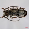029 Coleoptere (FV) Cerambycidae Sthenias cylindrator 7IMG_7247WTMK.JPG