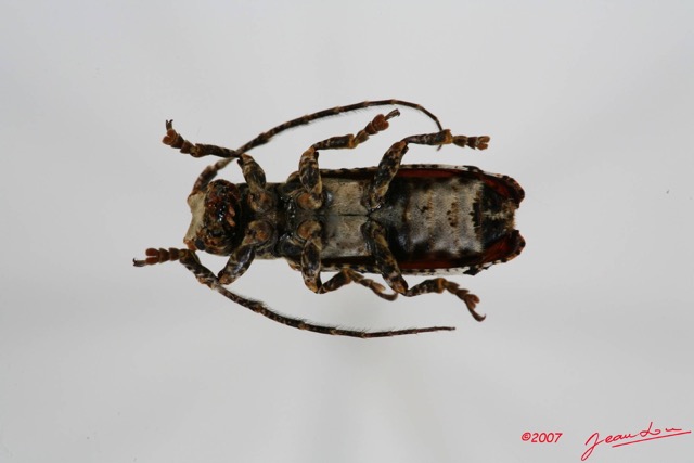 031 Coleoptere (FV) Cerambycidae Sthenias cylindrator 7IMG_8545WTMK.JPG