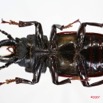 033 Coleoptere (FV) Cerambycidae Mallodon downesi m 7IMG_8612WTMK.JPG
