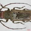 034 Coleoptere (FD) Cerambycidae Prosopocera sp 7EIMG_9023WTMK.JPG