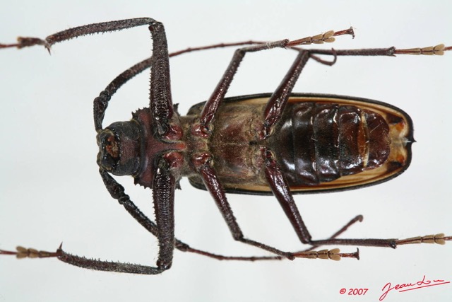 037 Coleoptere (FV) Cerambycidae Tersec ergatoides 7EIMG_0131WTMK.JPG