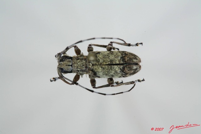 038 Coleoptere (FD) Cerambycidae Acmocera conjux 7EIMG_9981WTMK.JPG