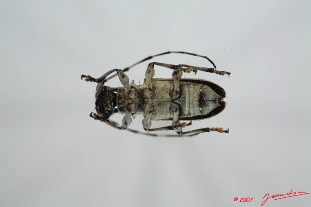 039 Coleoptere (FV) Cerambycidae Acmocera conjux 7EIMG_9982WTMK.JPG