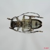 039 Coleoptere (FV) Cerambycidae Acmocera conjux 7EIMG_9982WTMK.JPG