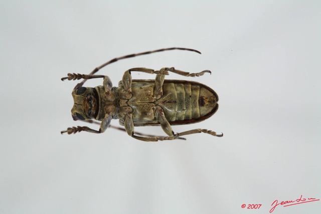 041 Coleoptere (FV) Cerambycidae Bangalaia nebulosa 7EIMG_9994WTMK.JPG