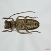 041 Coleoptere (FV) Cerambycidae Bangalaia nebulosa 7EIMG_9994WTMK.JPG