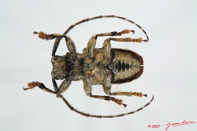 043 Coleoptere (FV) Cerambycidae Coptops sp 7EIMG_9988WTMK.JPG