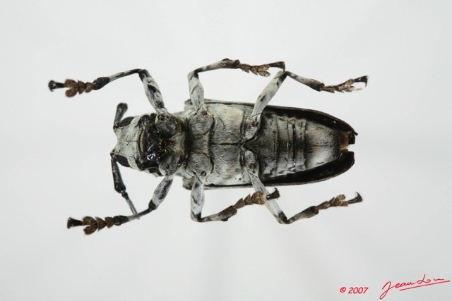 049 Coleoptere (FV) Cerambycidae Ancylonotus tribulus 7EIMG_1949WTMK.JPG