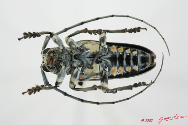 051 Coleoptere (FV) Cerambycidae Pterochaos nebulosus 7EIMG_1963WTMK.JPG