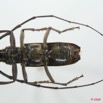 055 Coleoptere (FV) Cerambycidae Pachydissus sp 8EIMG_4171WTMK.JPG