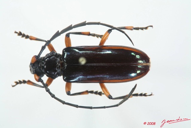 056 Coleoptere (FD) Cerambycidae Plocaederus sp 8EIMG_15686WTMK.JPG
