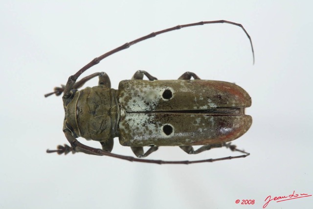 058 Coleoptere (FD) Cerambycidae Prosopocera sp f 8EIMG_15670WTMK.JPG