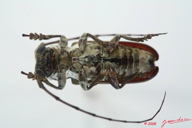 059 Coleoptere (FV) Cerambycidae Prosopocera sp f 8EIMG_15672WTMK.JPG