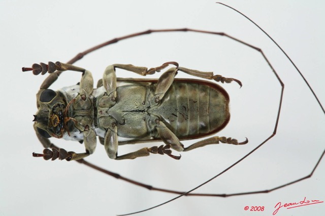 061 Coleoptere (FV) Cerambycidae Prosopocera sp m 8EIMG_17535WTMK.JPG