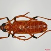 065 Coleoptere (FV) Cerambycidae Paroeme sp 8EIMG_20516WTMK.JPG
