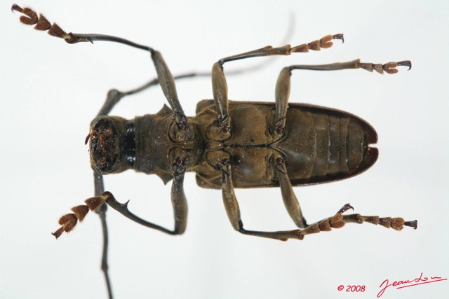 067 Coleoptere (FV) Cerambycidae Monochamus sp f 8EIMG_20551WTMK.JPG
