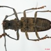 067 Coleoptere (FV) Cerambycidae Monochamus sp f 8EIMG_20551WTMK.JPG