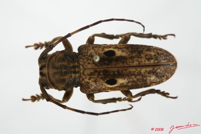 068 Coleoptere (FD) Cerambycidae Prosopocera sp 8EIMG_20562WTMK.JPG