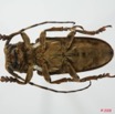 069 Coleoptere (FV) Cerambycidae Prosopocera sp 8EIMG_20565WTMK.JPG