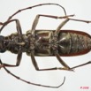 071 Coleoptere (FV) Cerambycidae Pachydissus sp f 8EIMG_24490WTMK.JPG