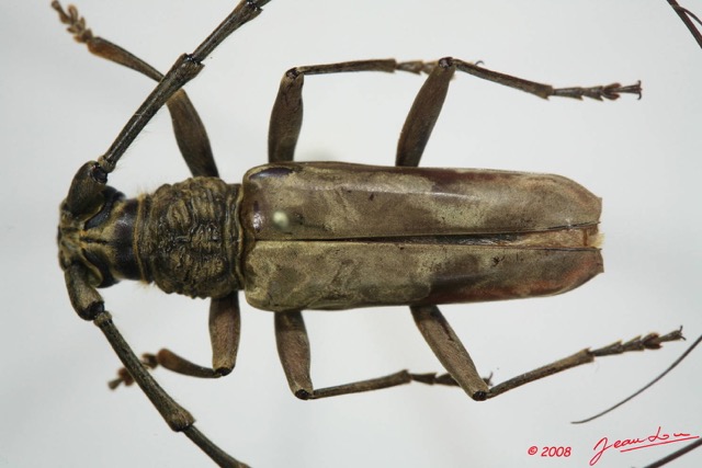 072 Coleoptere (FD) Cerambycidae Pachydissus sp m 8EIMG_24493WTMK.JPG