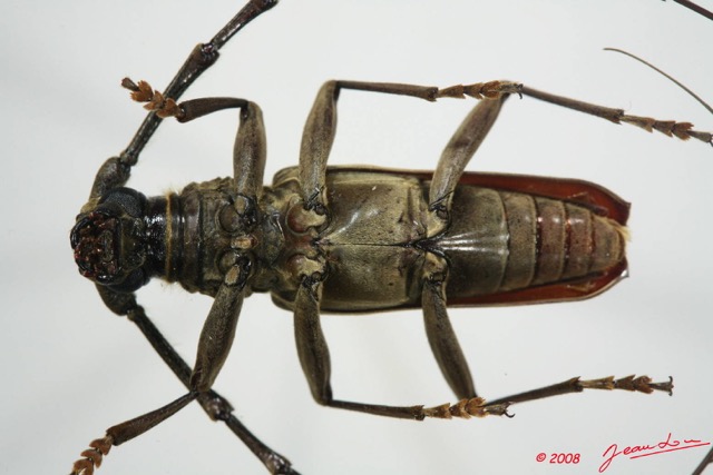 073 Coleoptere (FV) Cerambycidae Pachydissus sp m 8EIMG_24500WTMK.JPG