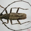 074 Coleoptere (FD) Cerambycidae Pachydissus sp m 8EIMG_24501WTMK.JPG