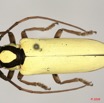 078 Coleoptere (FD) Cerambycidae Prosopocera lucia 8EIMG_26091 1WTMK.jpg
