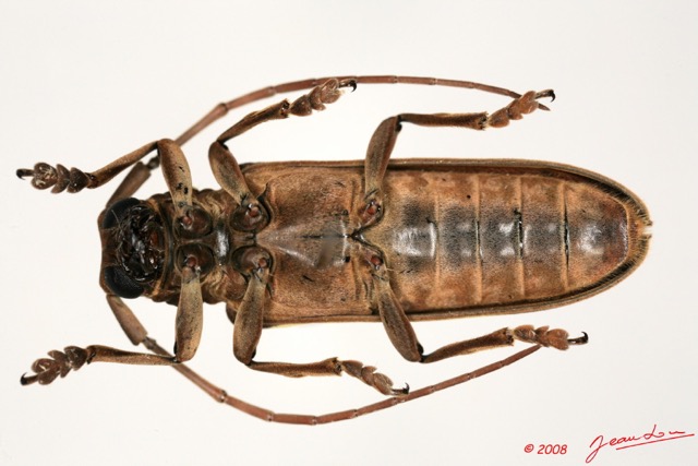 079 Coleoptere (FV) Cerambycidae Prosopocera lucia 8EIMG_26092 1WTMK.jpg
