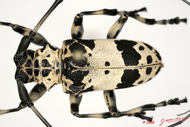 080 Coleoptere (FD) Cerambycidae Lasiopezus sordidus m 8EIMG_26093 1WTMK.jpg