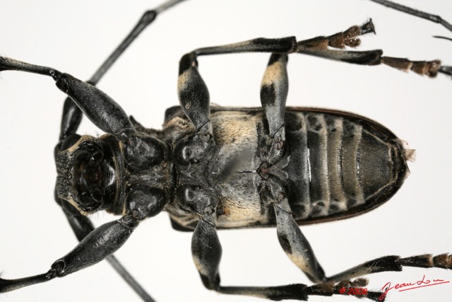 081 Coleoptere (FV) Cerambycidae Lasiopezus sordidus m 8EIMG_26095 1WTMK.jpg