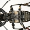 081 Coleoptere (FV) Cerambycidae Lasiopezus sordidus m 8EIMG_26095 1WTMK.jpg