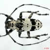 082 Coleoptere (FD) Cerambycidae Lasiopezus sordidus m 8EIMG_26098 1WTMK.jpg