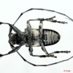 083 Coleoptere (FV) Cerambycidae Lasiopezus sordidus m 8EIMG_26105 1WTMK.jpg