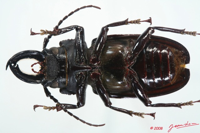 085 Coleoptere (FV) Cerambycidae Mallodon downesi m 8EIMG_26213WTMK.jpg