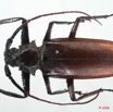 086 Coleoptere (FD) Cerambycidae Macrotoma serripes f 8EIMG_26284WTMK.jpg