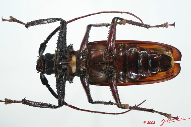 087 Coleoptere (FV) Cerambycidae Macrotoma serripes f 8EIMG_26289WTMK.jpg