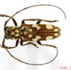 092 Coleoptere 33a (FD) Cerambycidae 9E5K2IMG_54257wtmk.jpg