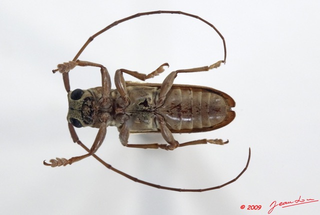 093 Coleoptere 33a (FV) Cerambycidae 9E5K2IMG_54258wtmk.jpg