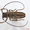 093 Coleoptere 33a (FV) Cerambycidae 9E5K2IMG_54258wtmk.jpg
